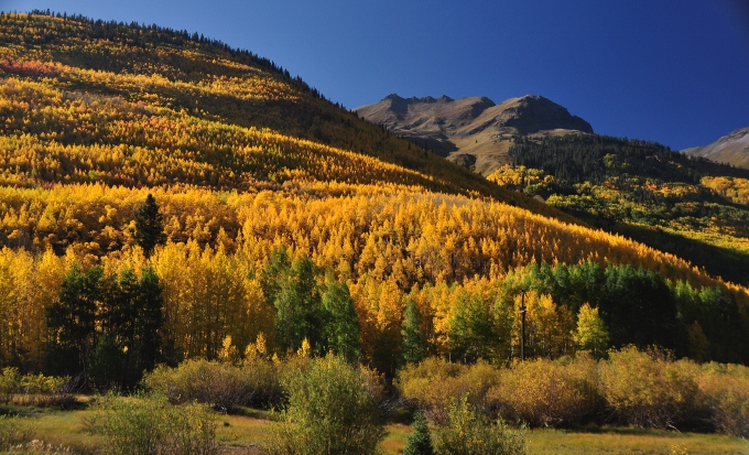 The autumn colors of the hillsides, outside Ouray, Colorado